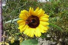 Hier ist ein Schmetterling, auf einer Sonnenblume, zu sehen.